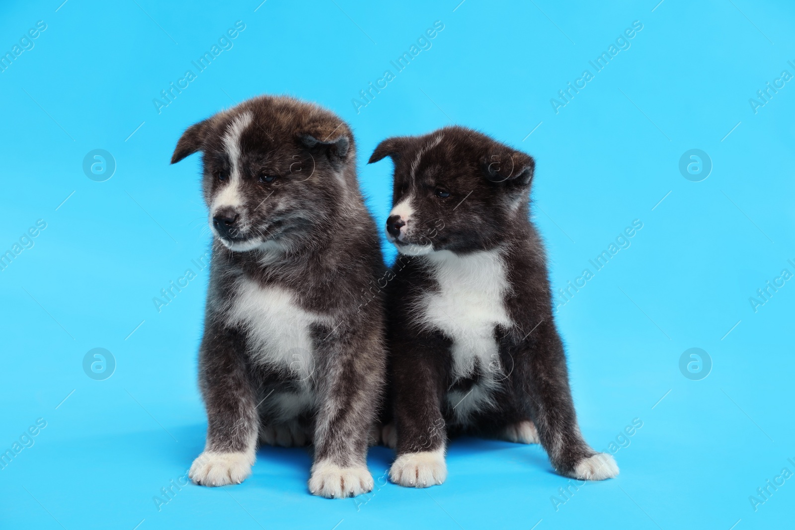 Photo of Cute Akita inu puppies on light blue background. Friendly dogs