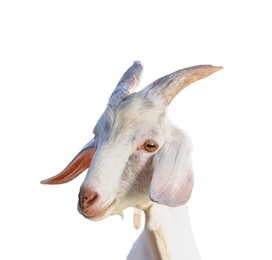 Image of Cute goat isolated on white. Farm animal