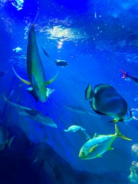 Photo of Different fishes swimming in sea, low angle view. Underwater world