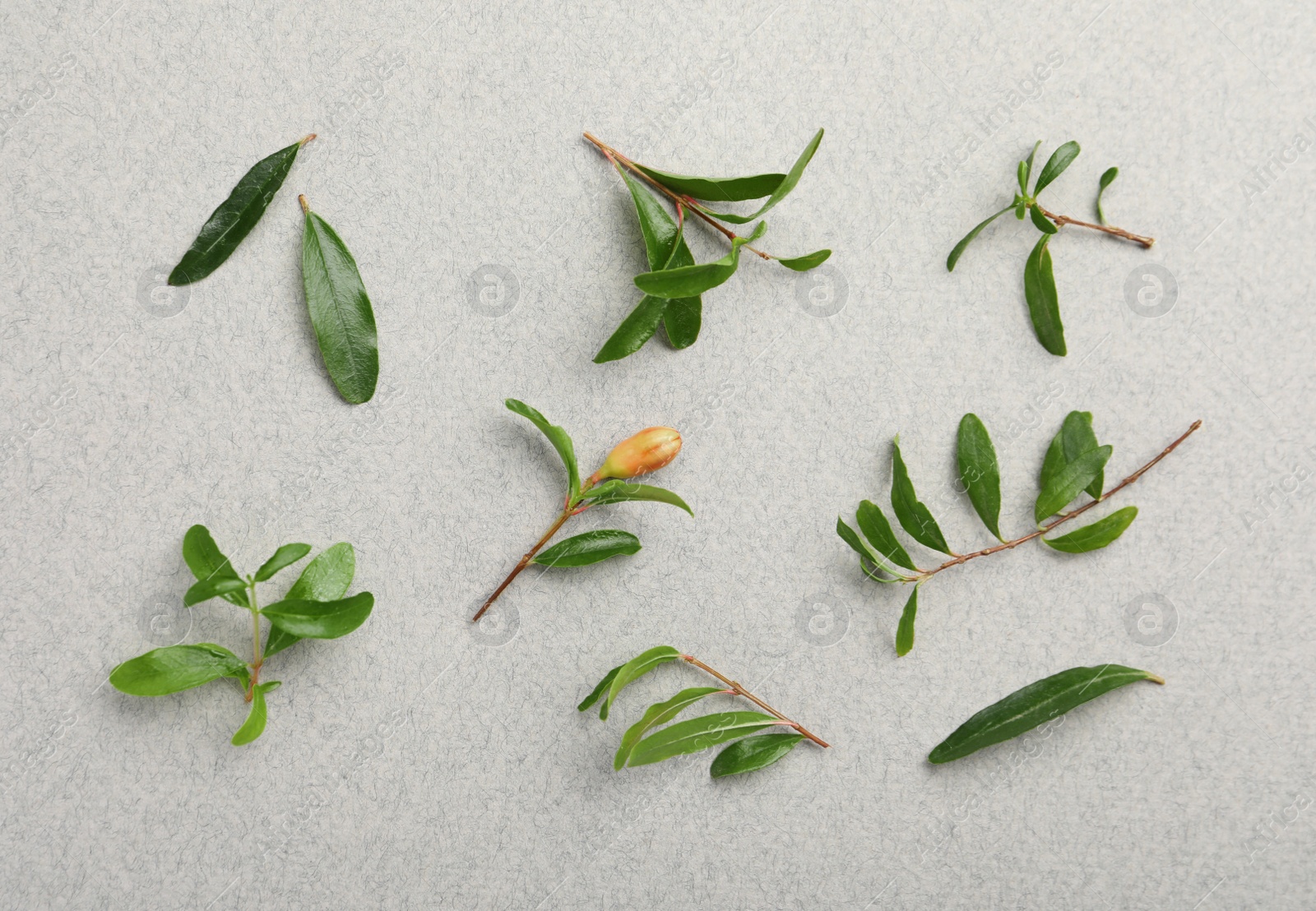 Photo of Pomegranate branches with green leaves and bud on light grey background, flat lay