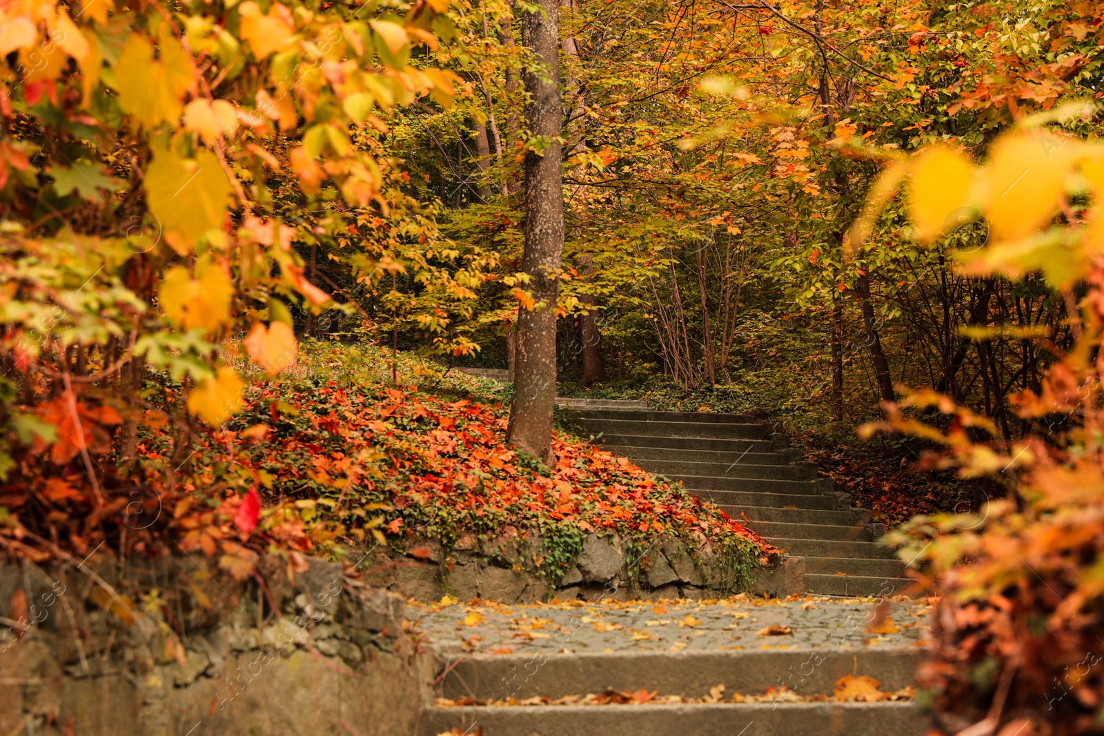 Photo of Beautiful view of park with trees on autumn day