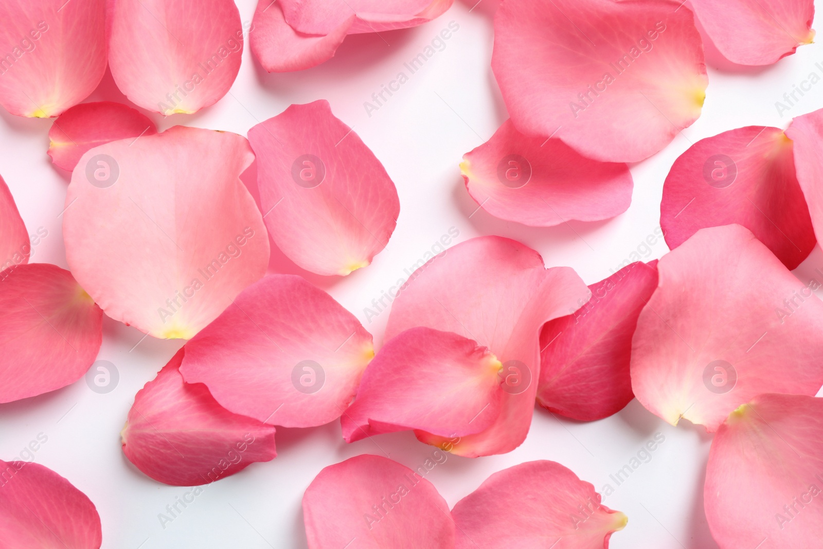 Photo of Fresh pink rose petals on white background, top view