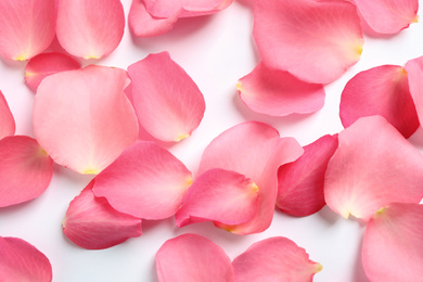 Fresh pink rose petals on white background, top view