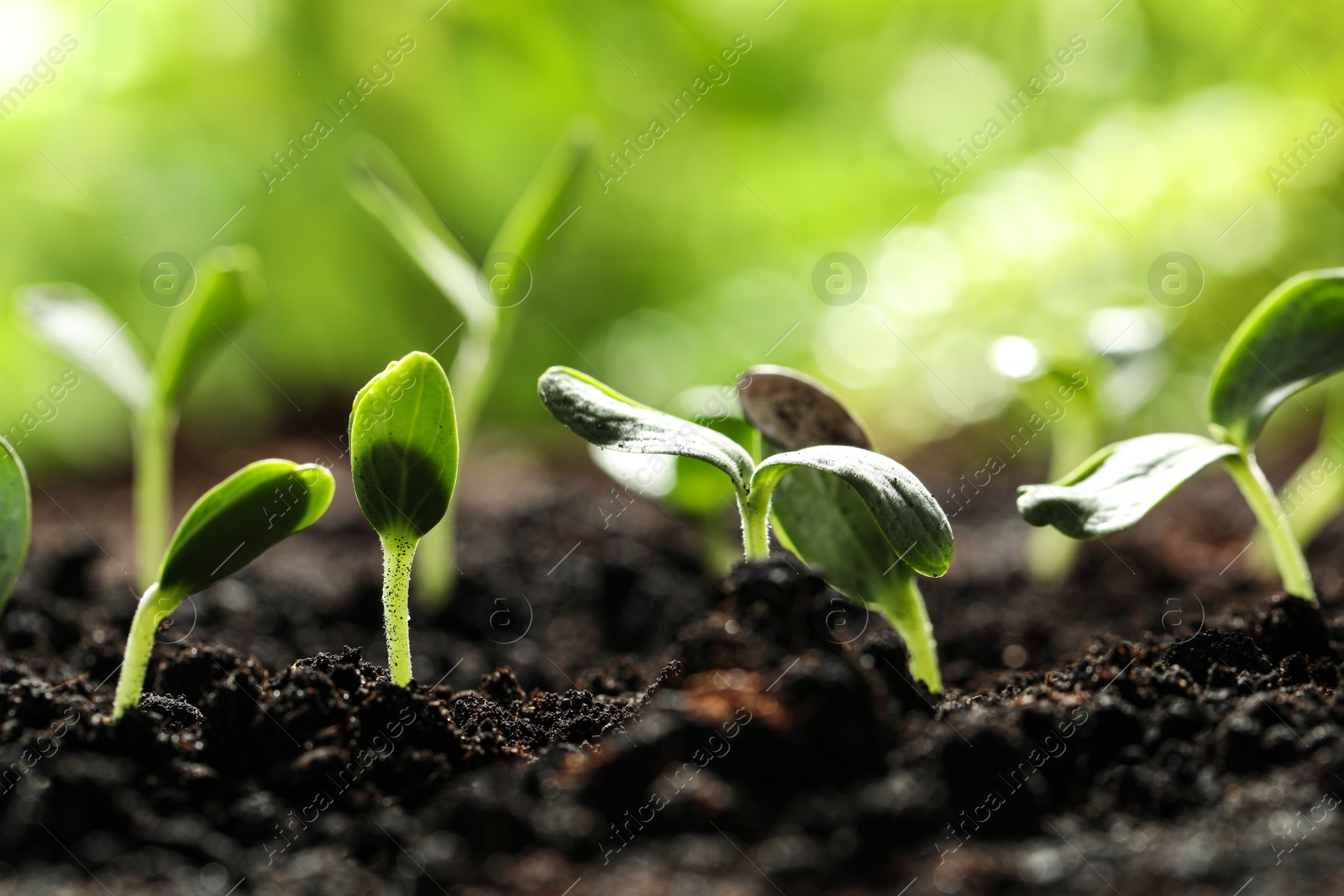 Photo of Young vegetable seedlings growing in soil outdoors, space for text