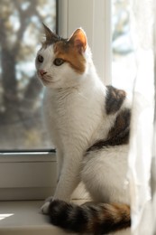 Photo of Cute cat sitting on window sill at home