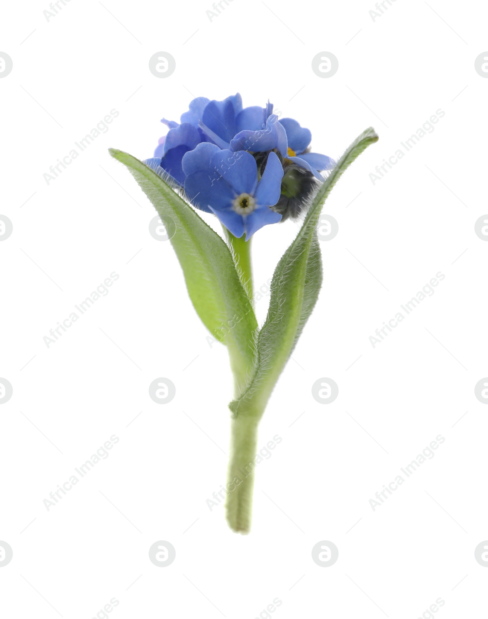 Photo of Beautiful blue Forget-me-not flowers isolated on white