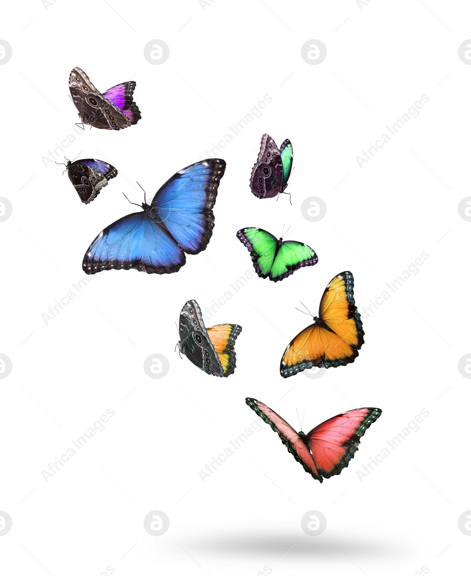 Image of Many beautiful colorful butterflies flying on white background