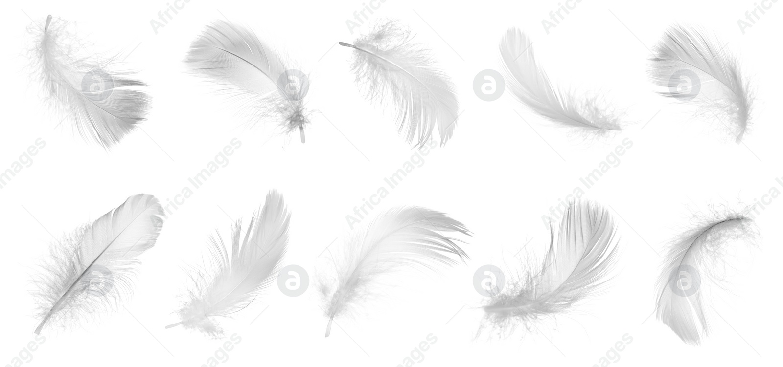 Image of Light feathers isolated on white, collection. Plumage