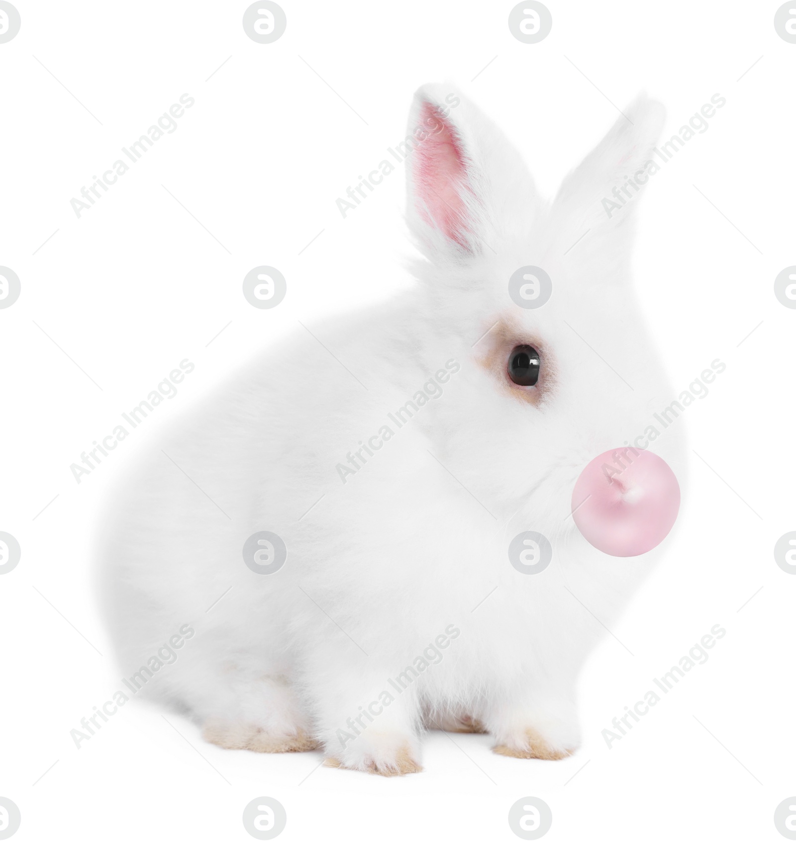 Image of Fluffy rabbit with bubble of chewing gum on white background