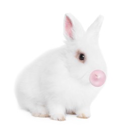 Fluffy rabbit with bubble of chewing gum on white background