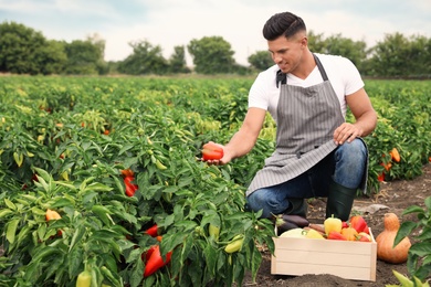 Photo of Farmer taking bell pepper from bush in field. Harvesting time