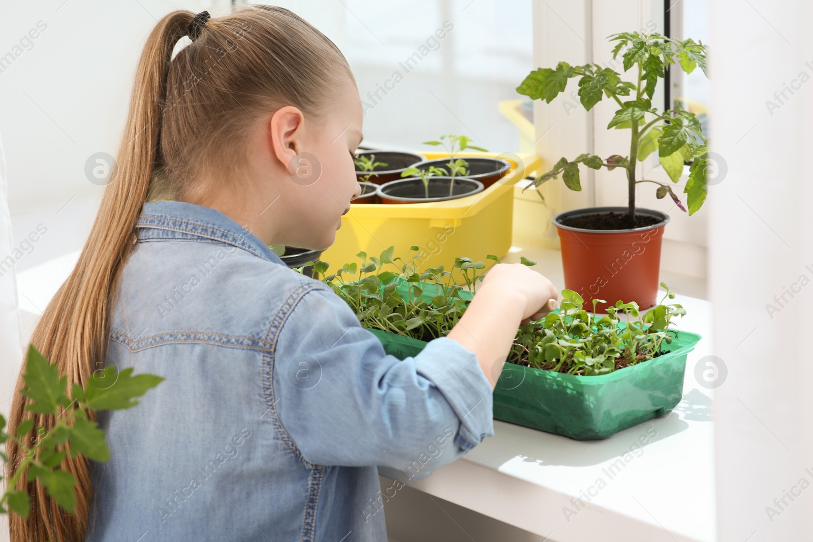 Photo of Cute little girl planting seedlings into plastic container on windowsill indoors