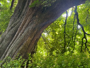 Photo of Beautiful chestnut tree with lush green leaves growing outdoors