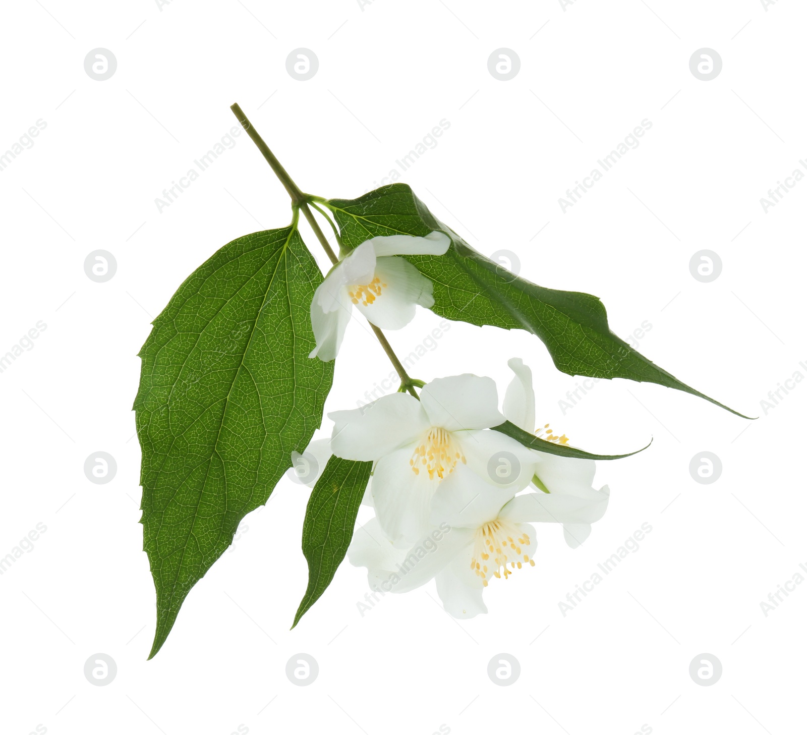 Photo of Branch of jasmine flowers and leaves isolated on white