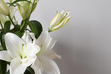 Photo of Beautiful lily flowers on white background, closeup. Space for text