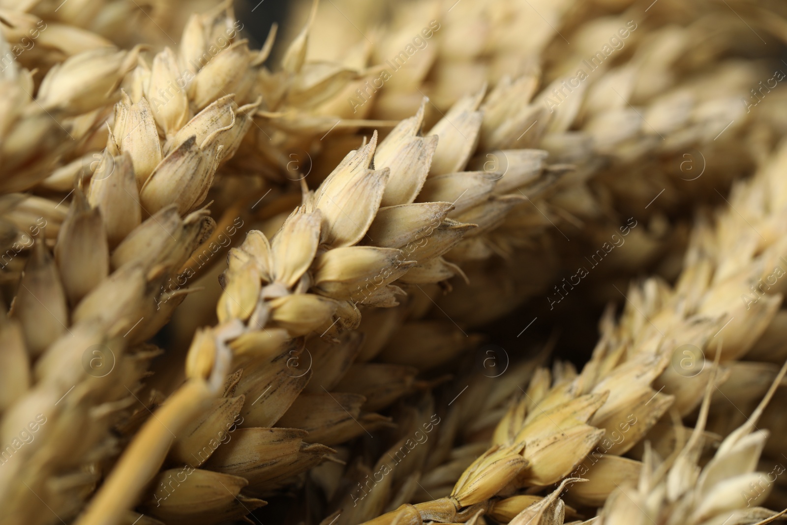 Photo of Dried ears of wheat as background, closeup