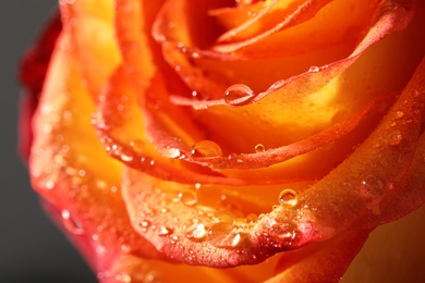 Photo of Closeup view of beautiful blooming rose with dew drops on grey background