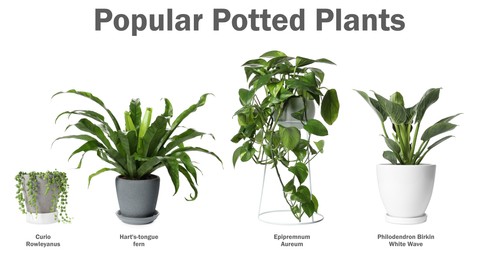 Image of Set of many different popular potted plants with names on white background