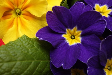 Photo of Beautiful primula (primrose) plant with purple flowers, top view. Spring blossom