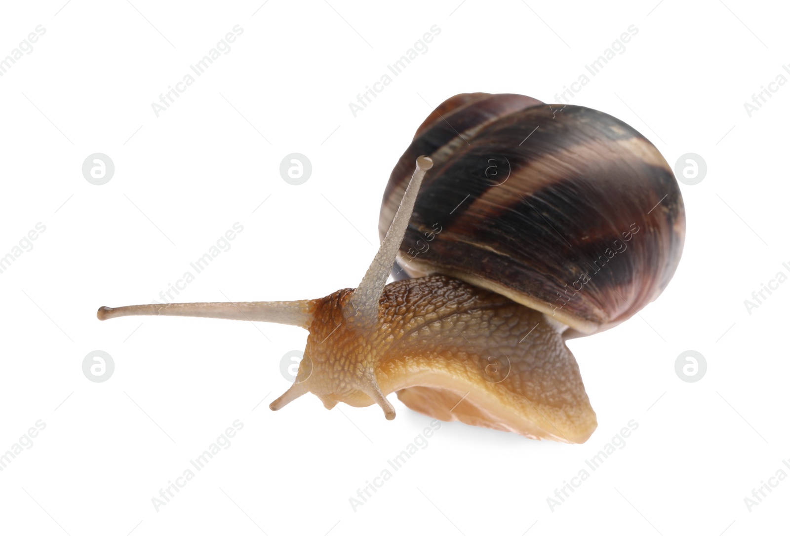 Photo of Common garden snail crawling on white background