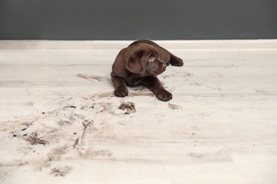 Chocolate Labrador Retriever puppy and dirty paw prints on floor indoors