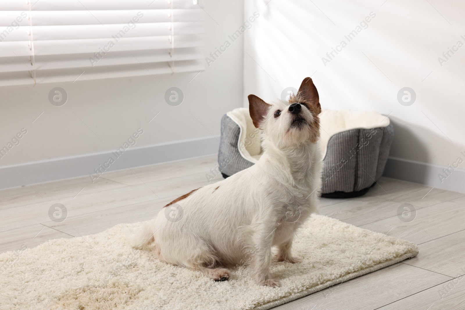 Photo of Cute dog near wet spot on rug indoors. Space for text