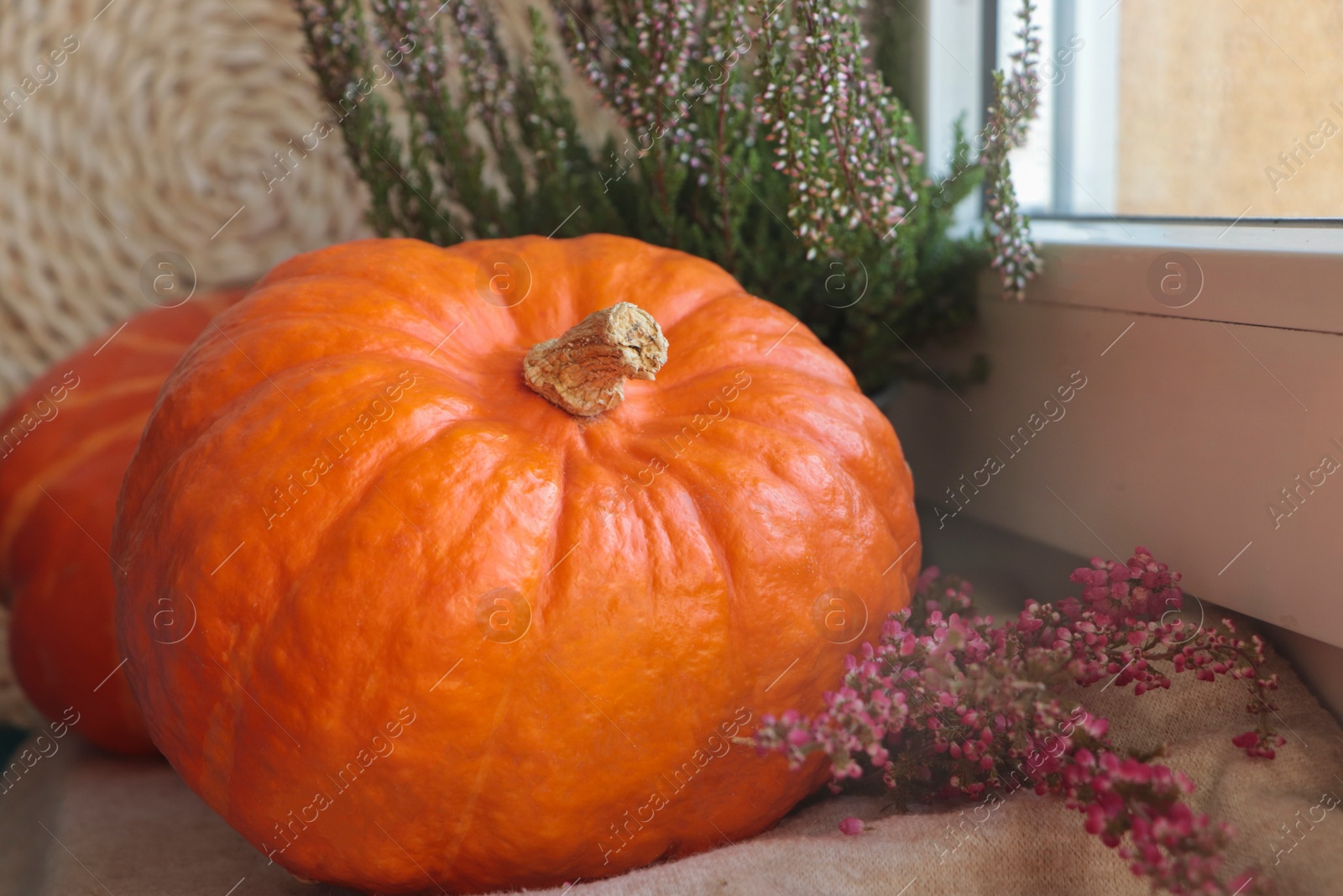 Photo of Pumpkins and beautiful heather flowers near window, closeup