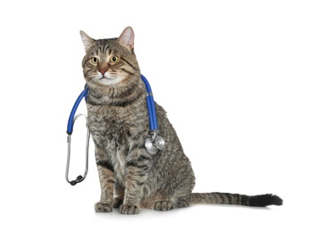 Cute cat with stethoscope as veterinarian on white background