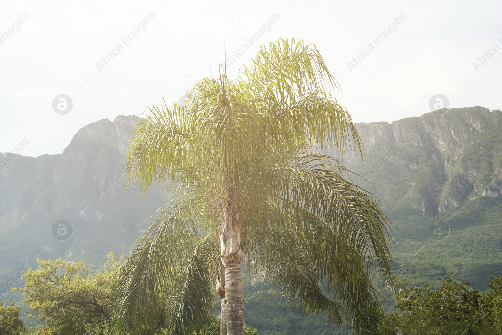 Photo of Palm tree in city against beautiful mountains