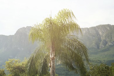 Palm tree in city against beautiful mountains