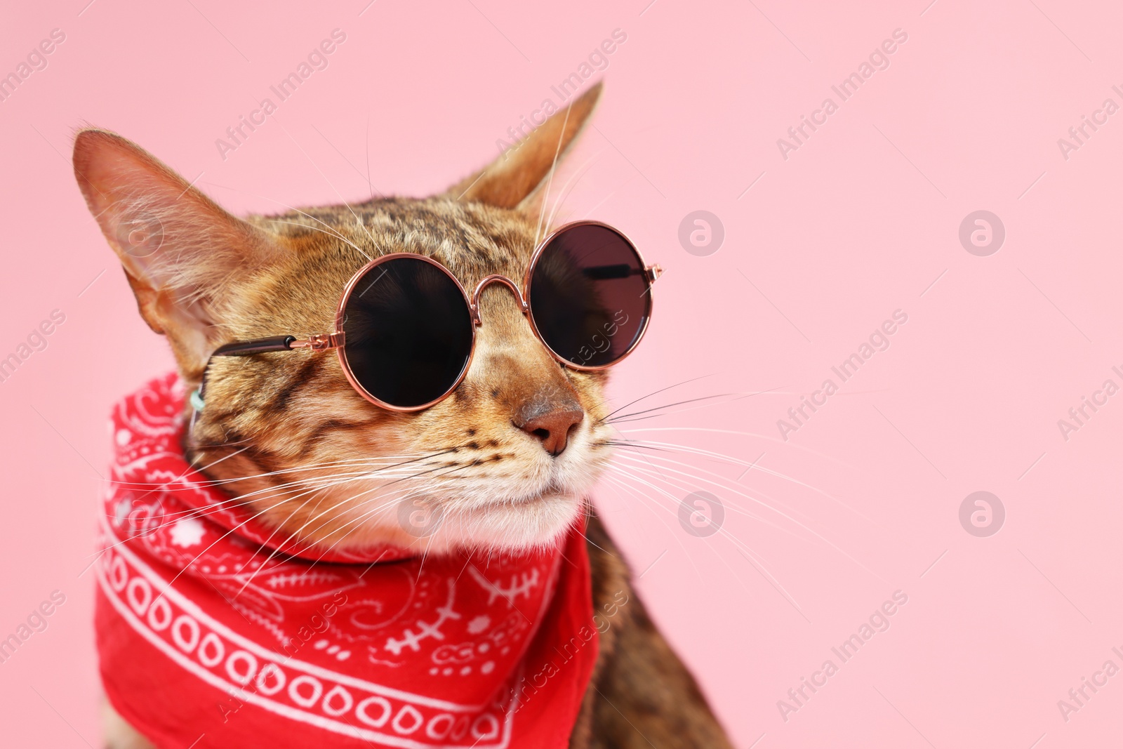 Photo of Cute Bengal cat in sunglasses and red bandana on pink background, closeup. Space for text