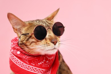 Photo of Cute Bengal cat in sunglasses and red bandana on pink background, closeup. Space for text