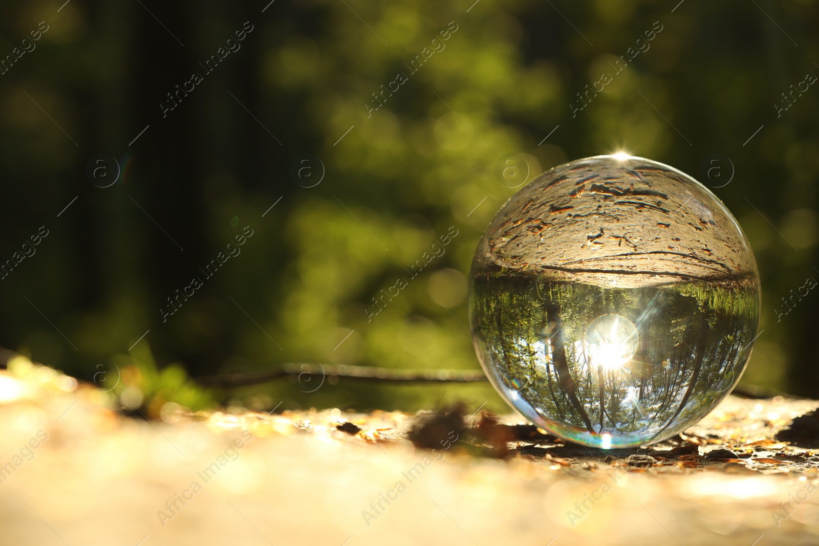 Photo of Beautiful forest with green trees, overturned reflection. Crystal ball on ground outdoors. Space for text