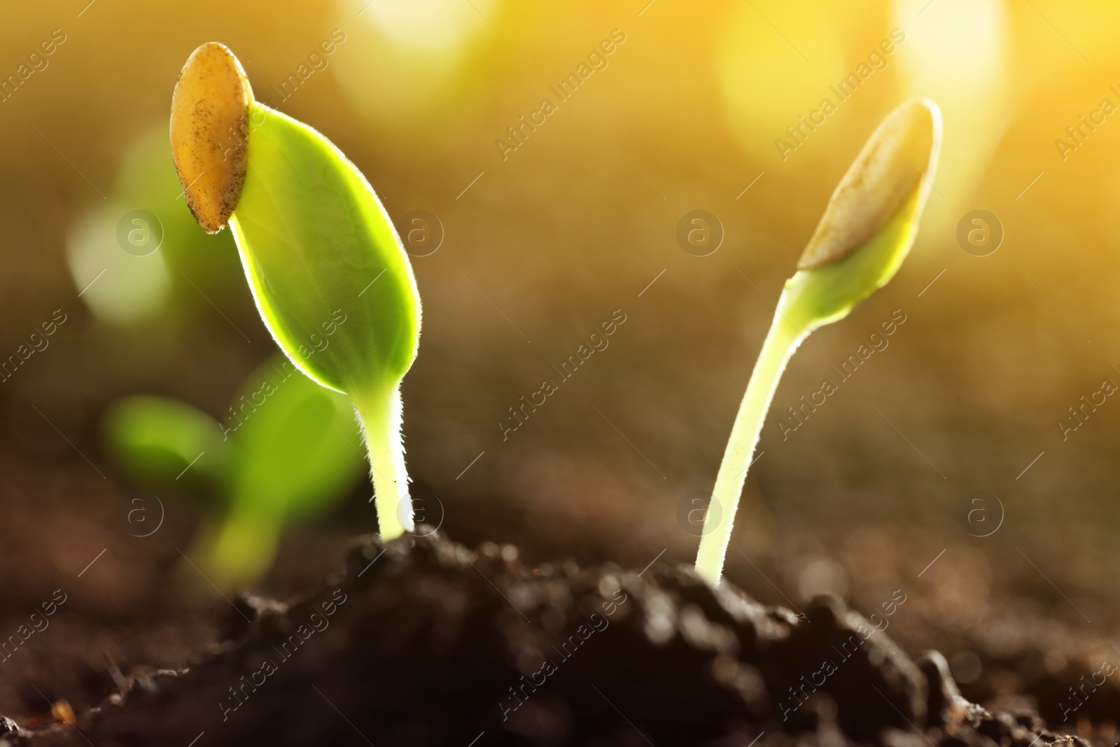 Image of Sunlit young vegetable plants grown from seeds in soil, closeup