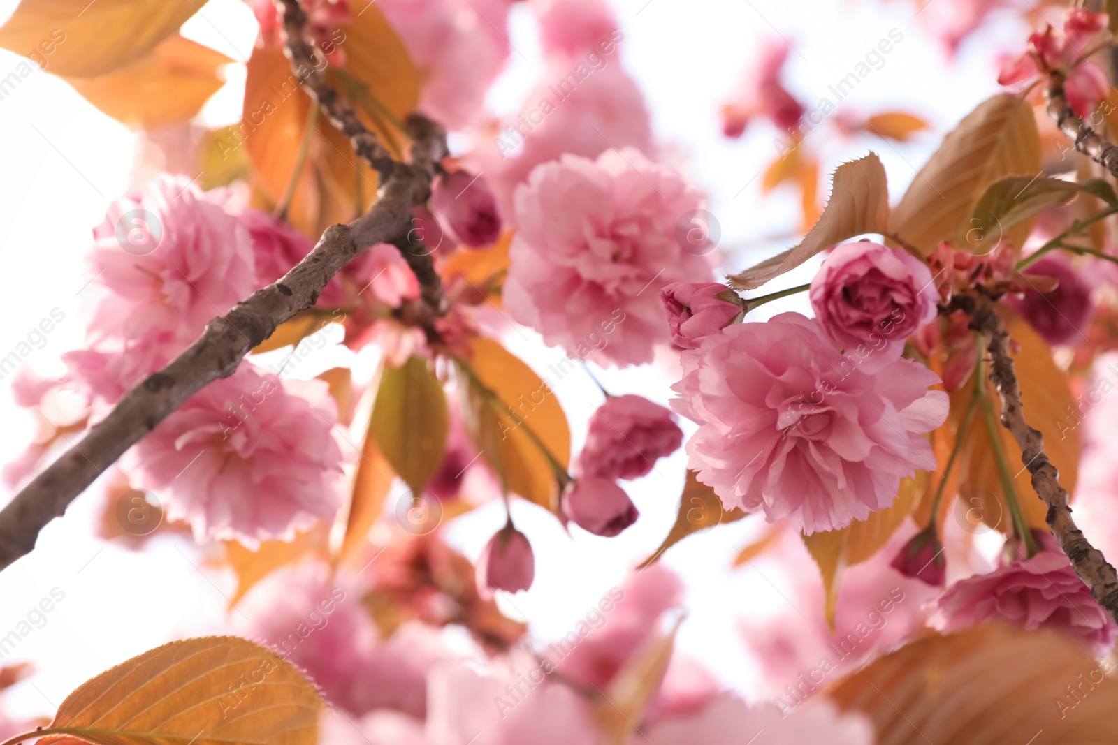 Photo of Beautiful blooming sakura outdoors on sunny spring day, closeup