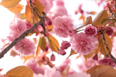 Beautiful blooming sakura outdoors on sunny spring day, closeup