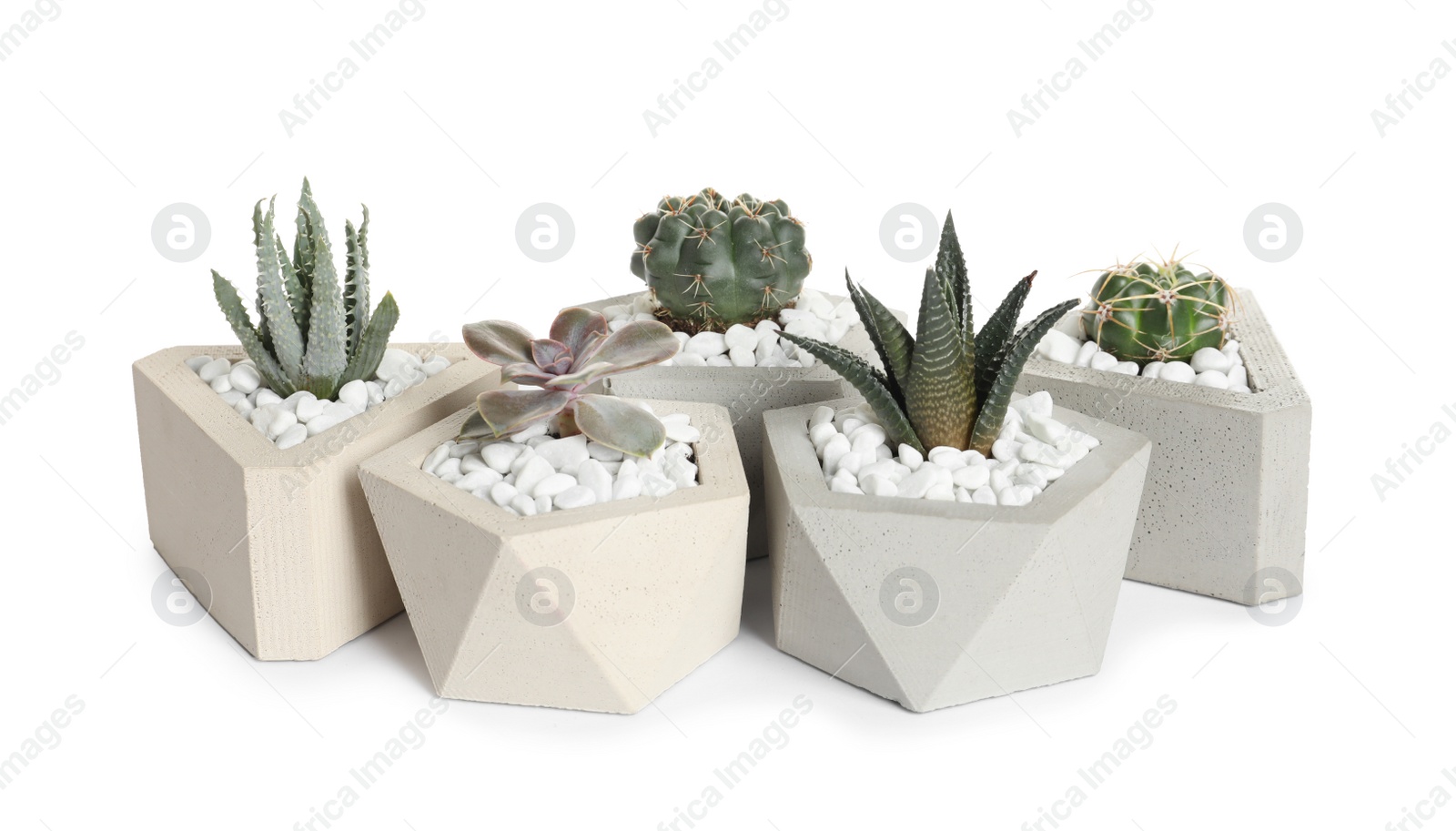 Photo of Beautiful succulent plants in stylish flowerpots on white background. Home decor