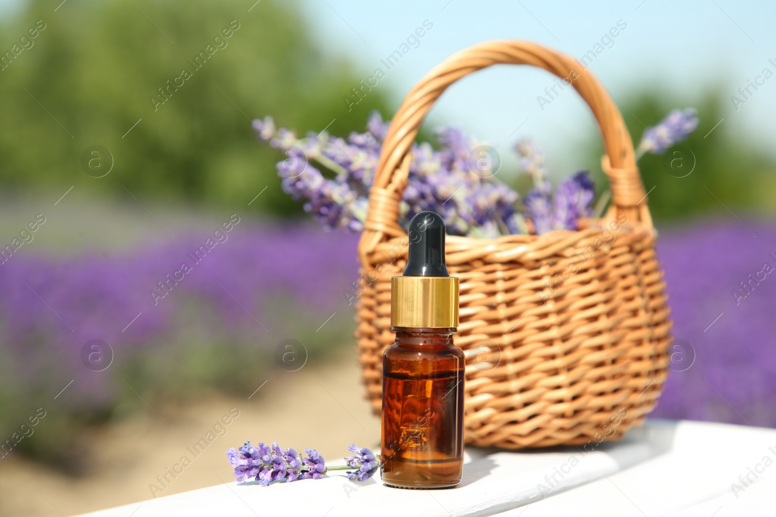 Photo of Bottle of essential oil and wicker bag with lavender flowers on white wooden surface outdoors, closeup