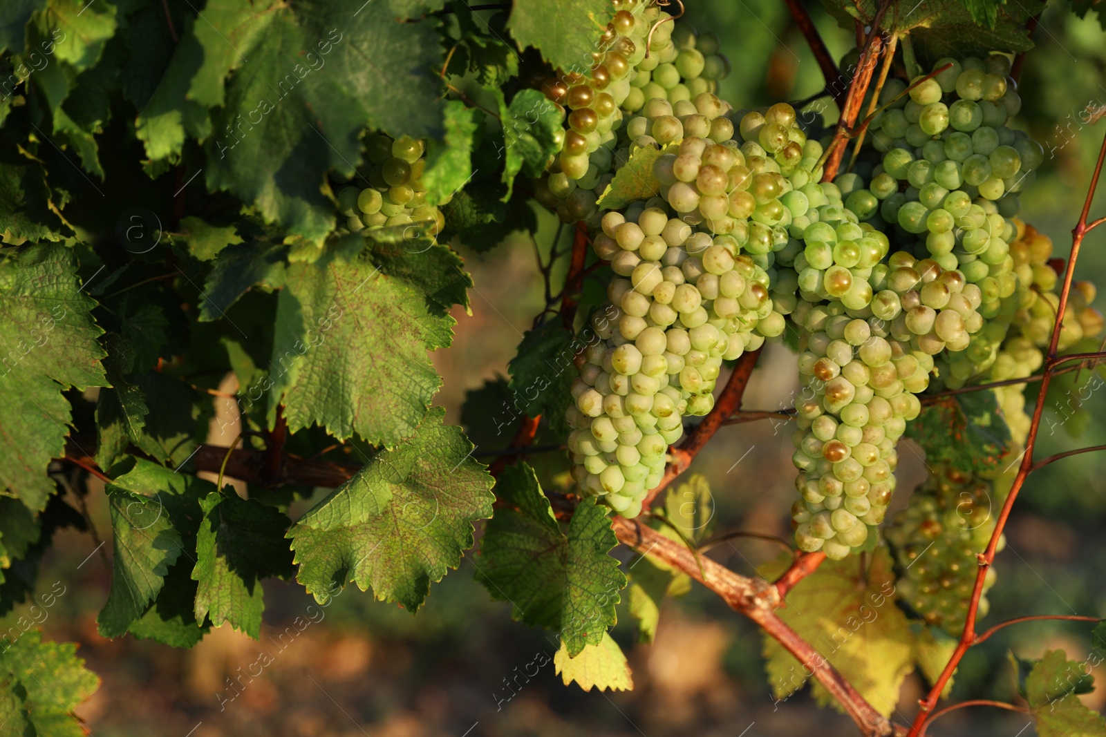 Photo of Fresh ripe juicy grapes growing in vineyard