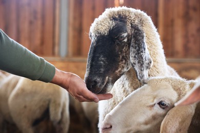 Man feeding sheep on farm, closeup. Cute animals