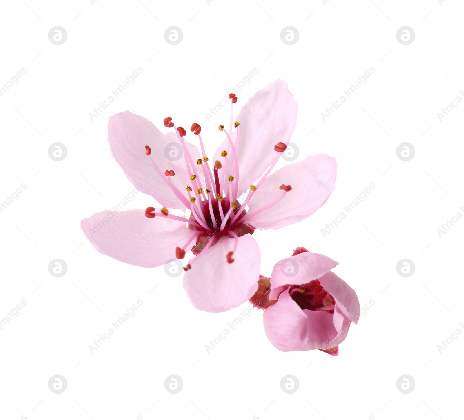 Photo of Beautiful spring tree blossoms isolated on white