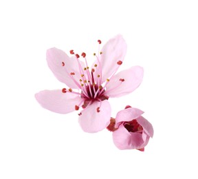 Beautiful spring tree blossoms isolated on white