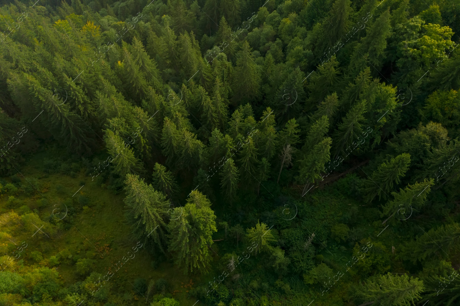 Image of Aerial view of forest with beautiful green trees