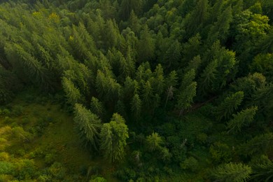 Aerial view of forest with beautiful green trees