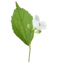 Photo of Branch of jasmine flower, buds and leaf isolated on white