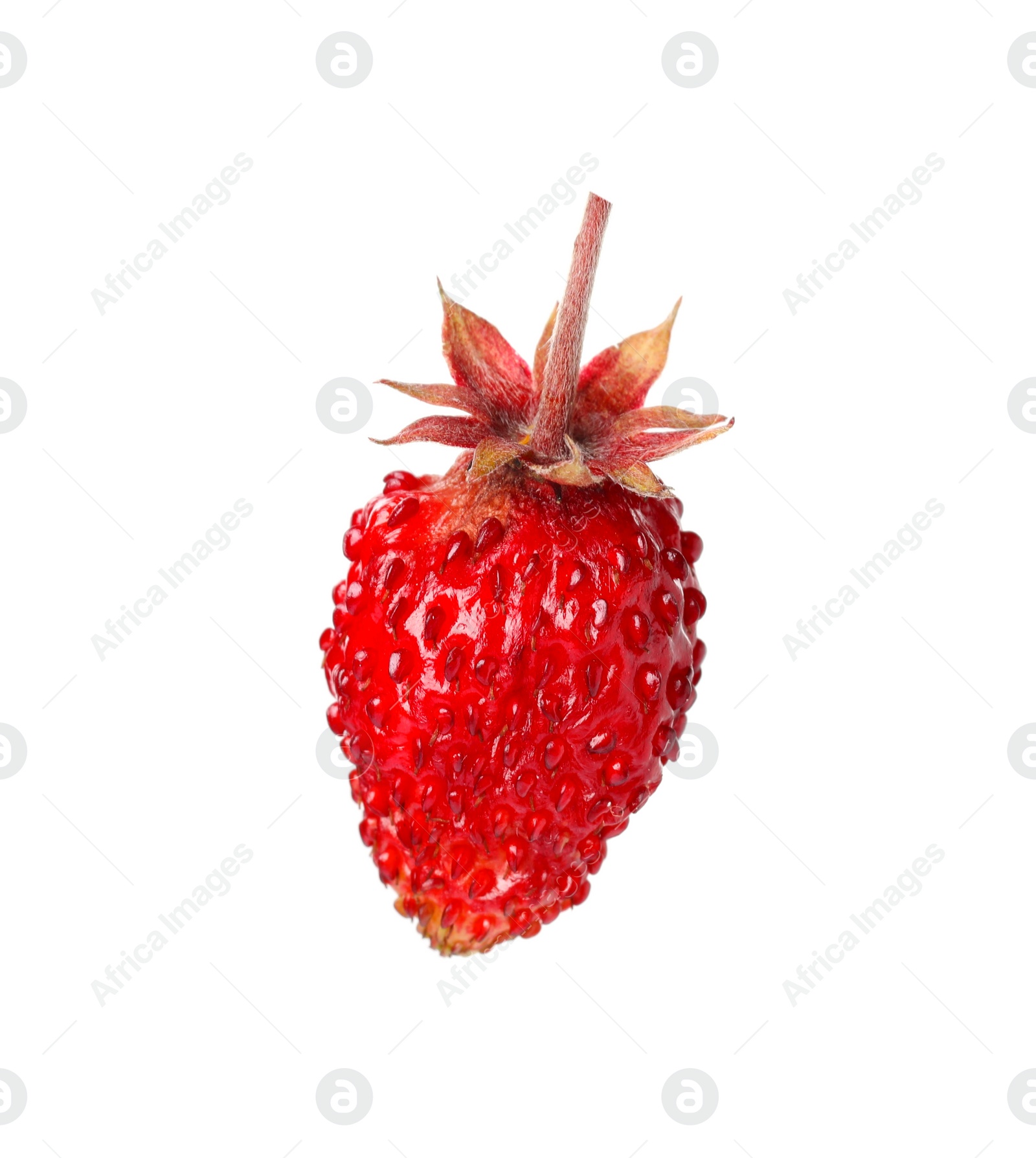 Photo of One ripe wild strawberry isolated on white