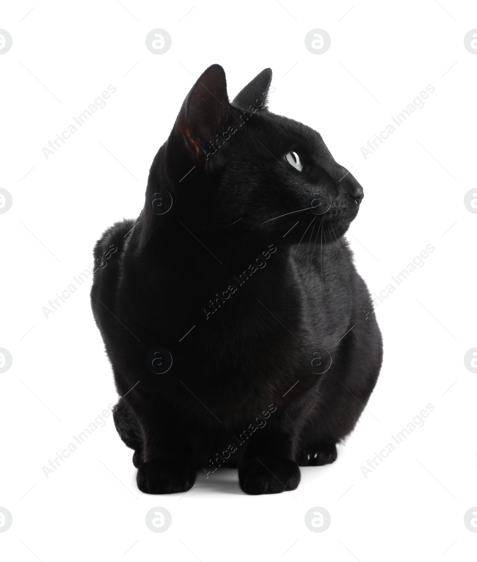 Photo of Adorable black cat with green eyes on white background. Lovely pet