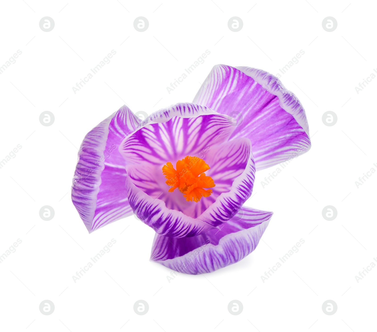 Photo of Beautiful fresh crocus flower isolated on white