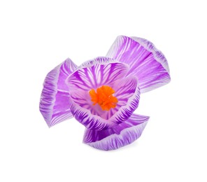 Photo of Beautiful fresh crocus flower isolated on white