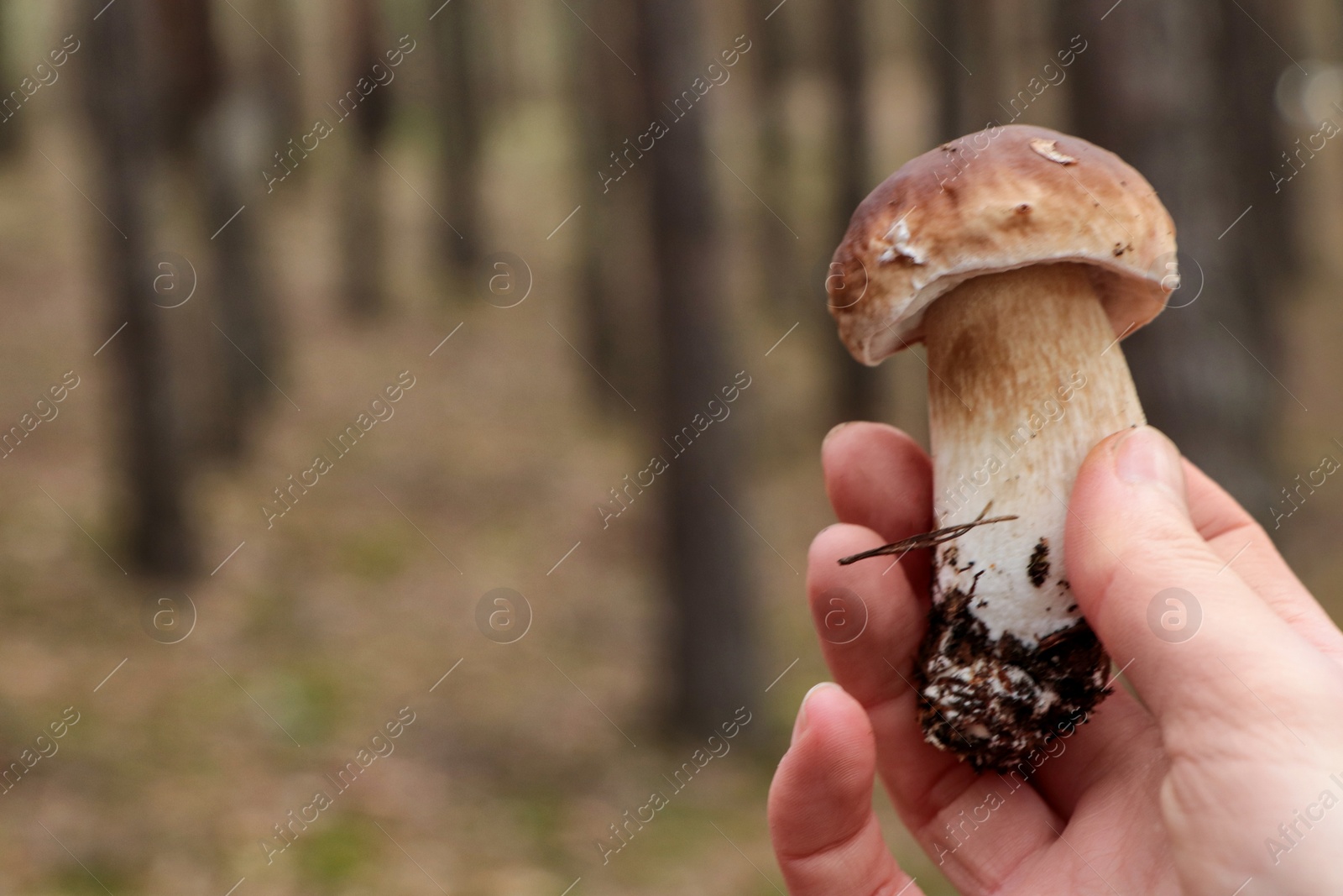 Photo of Woman holding beautiful porcini mushroom in forest, closeup. Space for text
